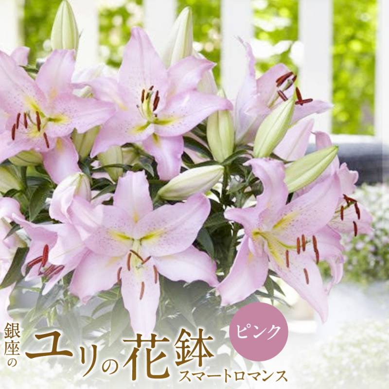＼母の日ギフト5/8～11お届け限定！／ ピンクユリ 5号鉢 ユリの花鉢 ギフト 鉢植え 来年も 花のフラワー ランキング上位 送料無料 球根 ピンク
