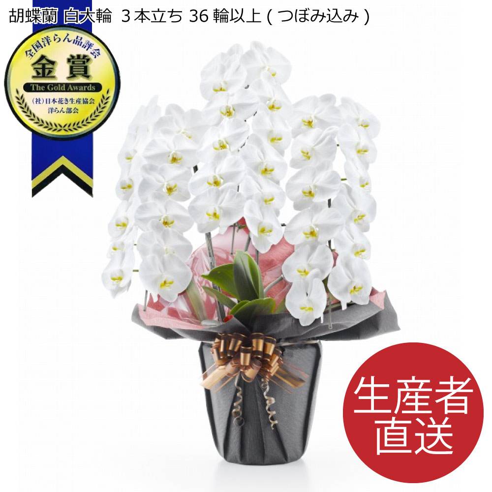 胡蝶蘭 白大輪 ３本立ち 36輪以上 つぼみ込み （ヤマト運輸での配送です）即日出荷 土日出荷 立札 名札無料 紙札 お祝い 花 胡蝶蘭 ギフト 開店 開院 開業 移転 お供え 贈り物 還暦 喜寿 傘寿 卒寿 百寿 叙勲 株主総会