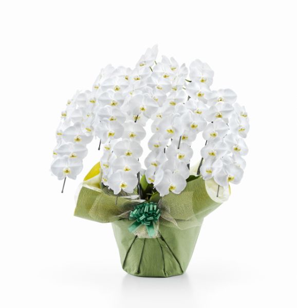 胡蝶蘭 白大輪 ７本立ち ７０輪以上(つぼみ込み）（注文日より3日後以降お届））[1WW0710] 送料込 お祝い 開店 御祝 お祝 上場祝 花 就任祝