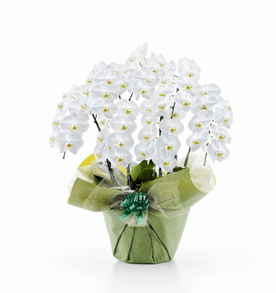 胡蝶蘭 白大輪 ７本立ち ５６輪以上(つぼみ込み）（注文日より3日後以降お届））[1WW0708] 送料込 お祝い 開店 御祝 お祝 上場祝 花 就任祝