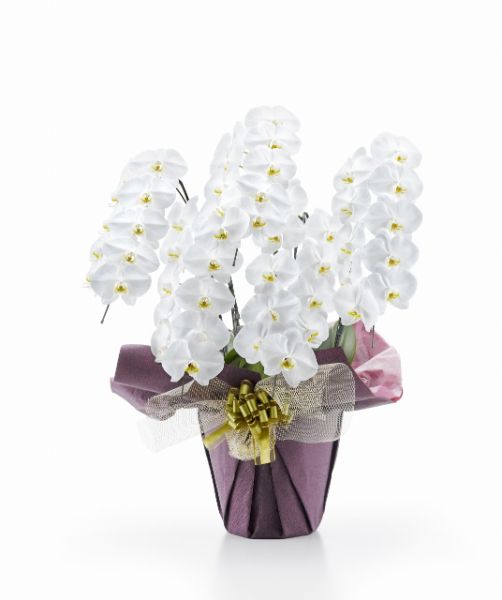 胡蝶蘭 白大輪 ５本立ち ５０輪以上(つぼみ込み）（注文日より3日後以降お届）[1WW0510] 送料込 お祝い 開店 御祝 お祝 上場祝 花 就任祝