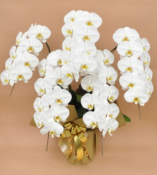 胡蝶蘭 白大輪 ５本立ち ４０輪以上(つぼみ込み）（注文日より3日後以降お届）[1WW0508] 送料込 お祝い 開店 御祝 お祝 上場祝 花 就任祝