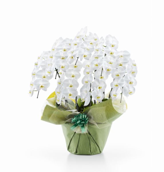 胡蝶蘭 白大輪 ７本立ち ６３輪以上(つぼみ込み）（注文日より3日後以降お届））[1WW0709] 送料込お祝い 開店 御祝 お祝 上場祝 花 就任祝