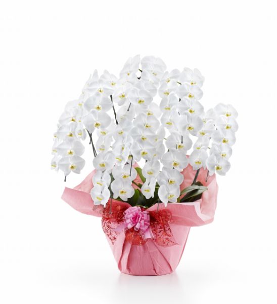 胡蝶蘭 白大輪 ８本立ち ７２輪以上(つぼみ込み）（注文日より3日後以降お届）[1WW0809] 送料込お祝い 開店 御祝 お祝 上場祝 花 就任祝