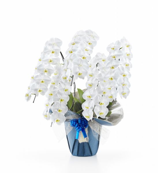 胡蝶蘭 白大輪 ５本立ち ６０輪以上(つぼみ込み）（注文日より3日後以降お届）[1WW0512] 送料込お祝い 開店 御祝 お祝 上場祝 花 就任祝