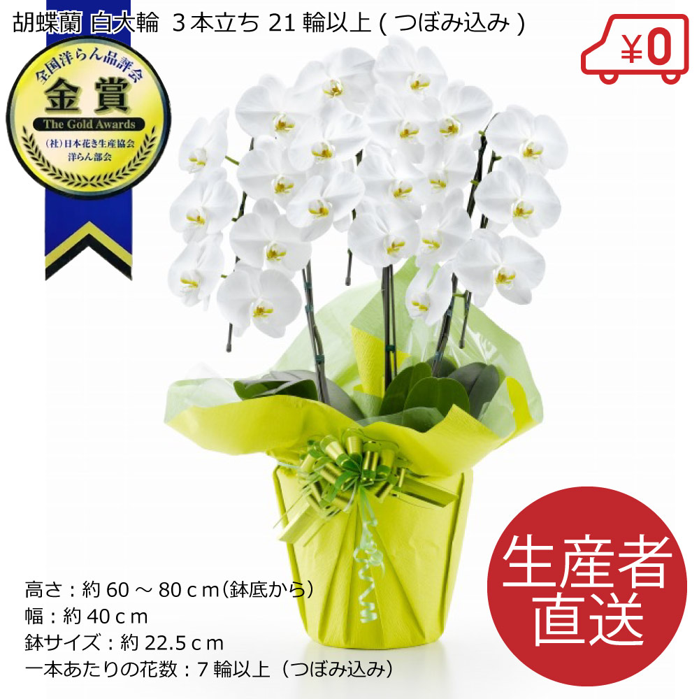 即日出荷胡蝶蘭白大輪３本立ち21輪以上つぼみ込み即日出荷土日出荷立札名札無料紙札お祝い花胡蝶蘭ギフト開店開院開業移転お供え贈り物還暦喜寿傘寿卒寿百寿叙勲株主総会