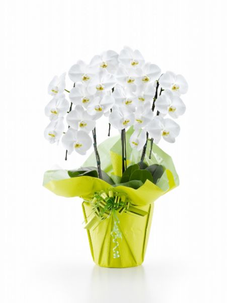 即日出荷胡蝶蘭白大輪３本立ち21輪以上つぼみ込み即日出荷土日出荷立札名札無料紙札お祝い花胡蝶蘭ギフト開店開院開業移転お供え贈り物還暦喜寿傘寿卒寿百寿叙勲株主総会