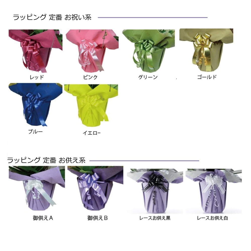 即日出荷胡蝶蘭白大輪３本立ち21輪以上つぼみ込み即日出荷土日出荷立札名札無料紙札お祝い花胡蝶蘭ギフト開店開院開業移転お供え贈り物還暦喜寿傘寿卒寿百寿叙勲株主総会