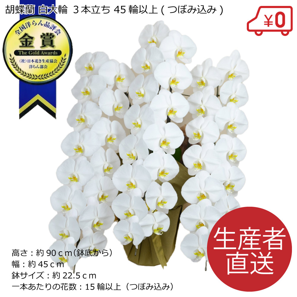 胡蝶蘭白大輪３本立ち45輪以上つぼみ込み（ヤマト運輸での配送です）即日出荷土日出荷立札名札無料紙札お祝い花胡蝶蘭ギフト開店開院開業移転お供え贈り物還暦喜寿傘寿卒寿百寿叙勲株主総会