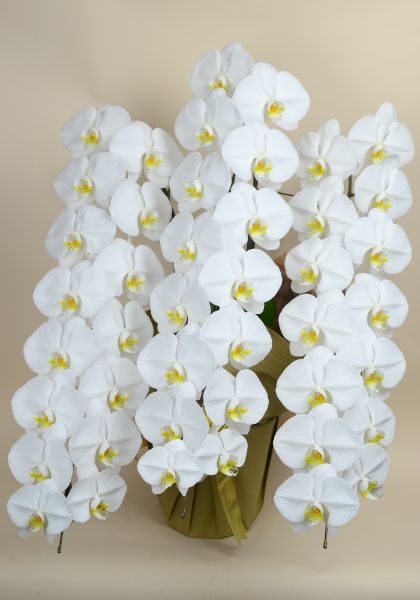 胡蝶蘭白大輪３本立ち45輪以上つぼみ込み（ヤマト運輸での配送です）即日出荷土日出荷立札名札無料紙札お祝い花胡蝶蘭ギフト開店開院開業移転お供え贈り物還暦喜寿傘寿卒寿百寿叙勲株主総会