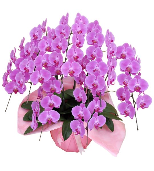 胡蝶蘭 ピンク大輪 ７本立ち ６３輪以上(つぼみ込み）（注文日より3日後以降お届））[1PP0709] 送料込 お祝い 開店 御祝 お祝 上場祝 花 就任祝