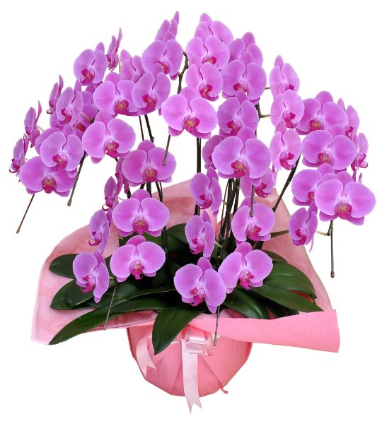 胡蝶蘭 ピンク大輪 ７本立ち ４９輪以上(つぼみ込み）（注文日より3日後以降お届）[1PP0707] 送料込 お祝い 開店 御祝 お祝 上場祝 花 就任祝