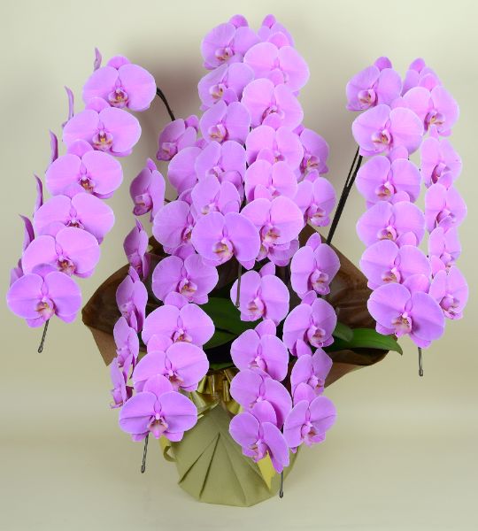 胡蝶蘭 ピンク大輪 ５本立ち ６０輪以上(つぼみ込み）（注文日より3日後以降お届））[1PP0512] 送料込 お祝い 開店 御祝 お祝 上場祝 花 就任祝