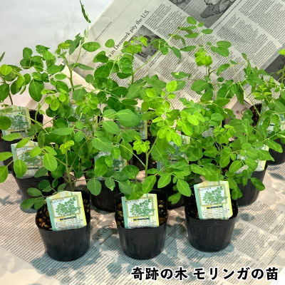 モリンガ　苗　２株　種　5粒 モリンガ苗2株種5粒