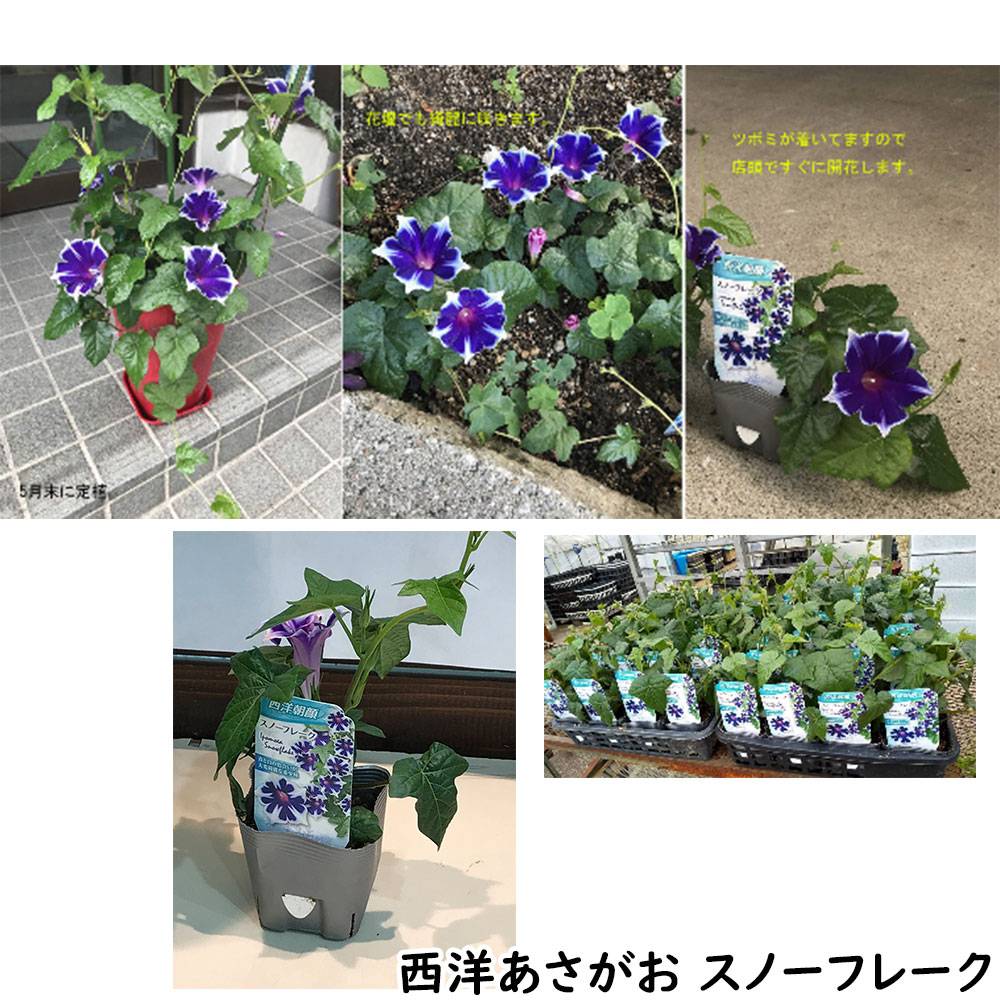 あす楽13時まで 土日も出荷 朝顔 西洋あさがお スノーフレーク 3つセット 3 5寸苗 新品種 送料無料 沖縄配送不可 アサガオ ベランダ プランター 花壇 アイキャッチ 花苗 野菜苗 花とワインギフト銀座東京フラワー あす楽13時まで 土日も出荷 朝顔 西洋あさがお スノーフレーク 3つセット 3 5寸苗 新品種 送料無料 沖縄配送不可 アサガオ ベランダ プランター 花壇 アイキャッチ 花苗 野菜苗 花とワインギフト銀座東京フラワー