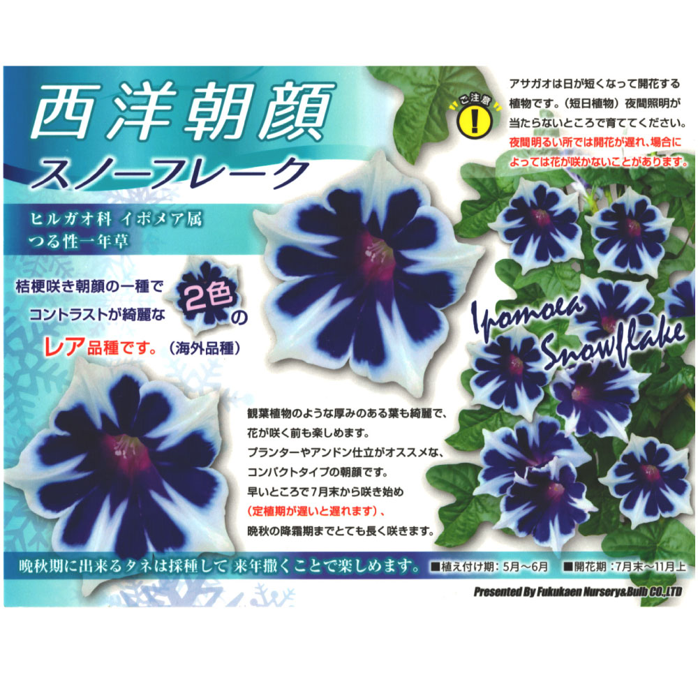 あす楽13時まで 土日も出荷 朝顔 西洋あさがお スノーフレーク 3つ