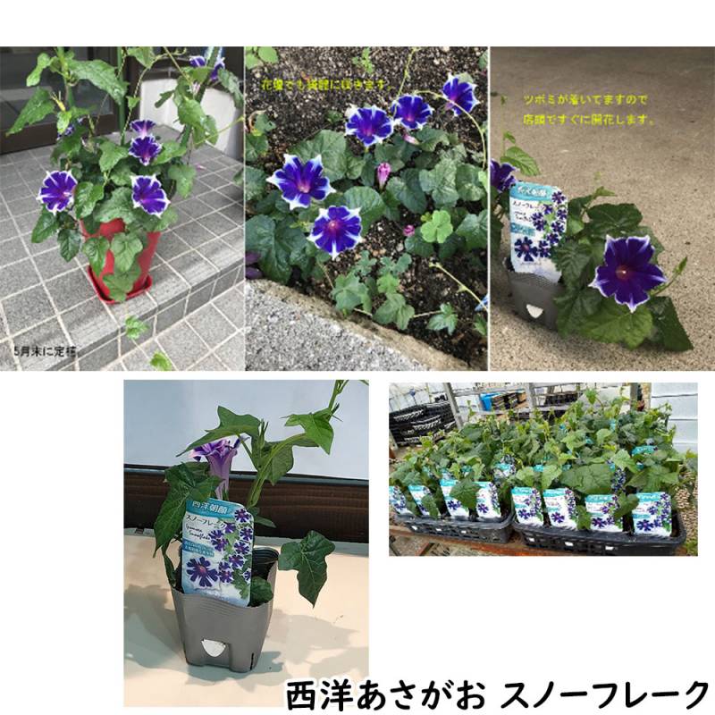 あす楽13時まで 土日も出荷 朝顔 西洋あさがお スノーフレーク 3つ