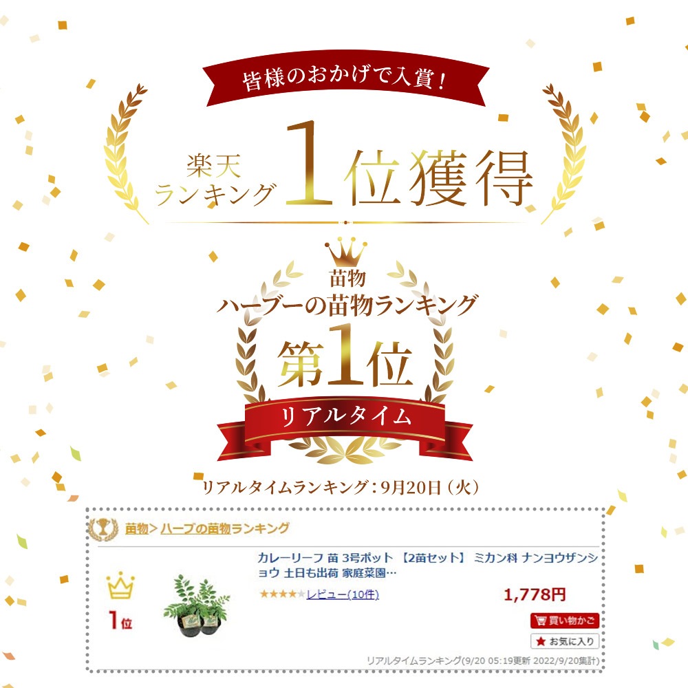 カレーリーフ苗3号ポット【1苗】ミカン科ナンヨウザンショウ土日も出荷家庭菜園スパイスリーフ農薬不使用(産地確認済み)南洋山椒オオバゲッキツカリーパッタカリパタカラピンチャカルピンチャ