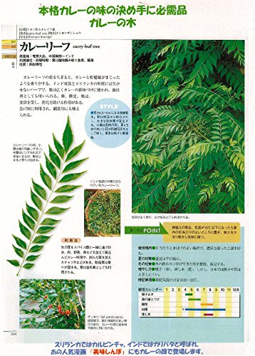 カレーリーフ苗3号ポット【２つセット】ミカン科ナンヨウザンショウ送料別