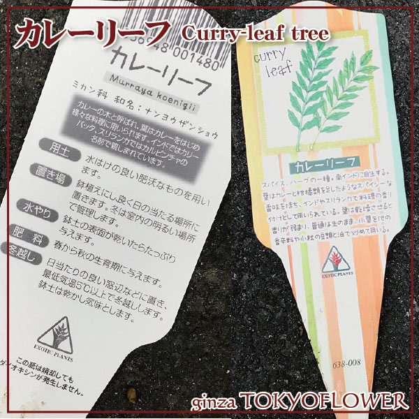 カレーリーフ苗3号ポット【２つセット】ミカン科ナンヨウザンショウ送料別