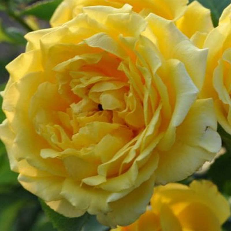 バラ苗 2年大株 4号 ゴールデンゲート Climbing Roses C1352 自家用 花無し株 送料無料 自宅用 福袋 お年賀 バレインタイン