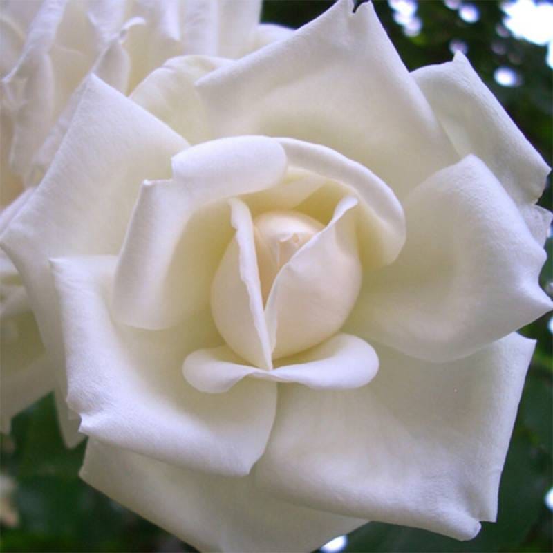 バラ苗 2年大株 4号 新雪 Climbing Roses C0401 自家用 花無し株 送料無料 自宅用 福袋 お年賀 バレインタイン ps2201