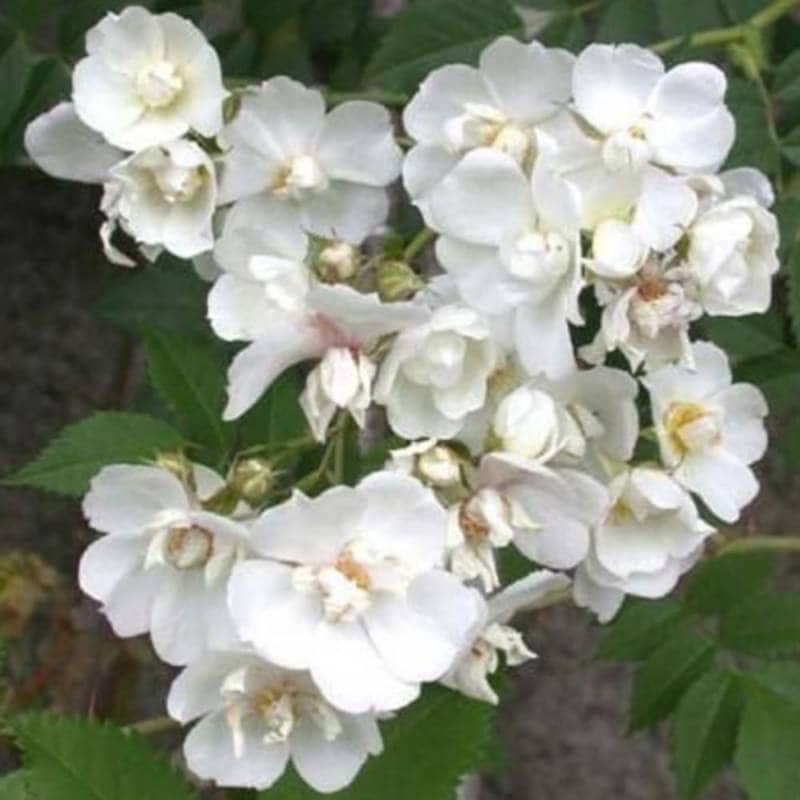バラ苗 2年大株 4号 ポールファーナン Climbing Roses C1353 自家用 花無し株 送料無料 自宅用 福袋 お年賀 バレインタイン