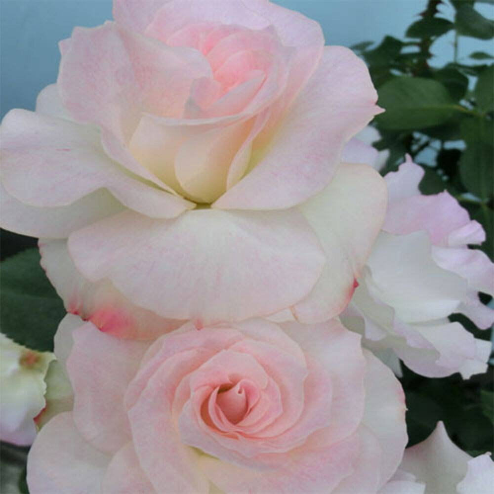 みなちんさま売約済みバレッタ〈薔薇×monotone市松〉