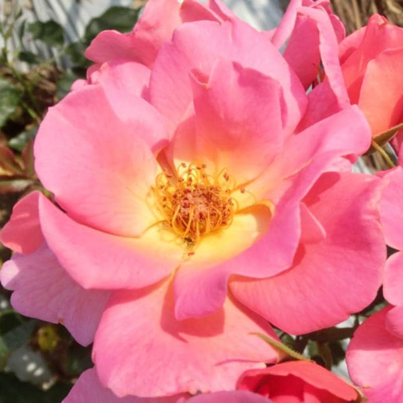 バラ苗 2年大株 4号 マイシャ Floribunda Roses Ｌ0339 自家用 花無し株 送料無料