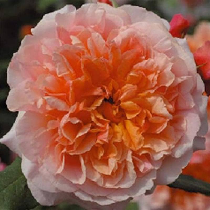バラ苗 2年大株 4号 アロハ Climbing Roses C1286 自家用 花無し株 送料無料 自宅用 福袋 お年賀 バレインタイン