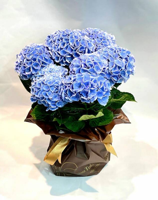 父の日 アジサイ ハイドランジア 西安 5号15cm H40cm 送料無料 青 シーアン ブルー 色変わり 秋色 プレゼント