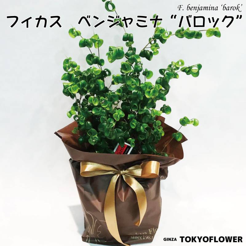 あす楽13時まで 土日も出荷 フィカス ベンジャミナ バロック 5号鉢 鉢径15cm H30-40cm 観葉植物 送料無料 おしゃれ インテリア 風水 ギフト サマーギフト プレゼント