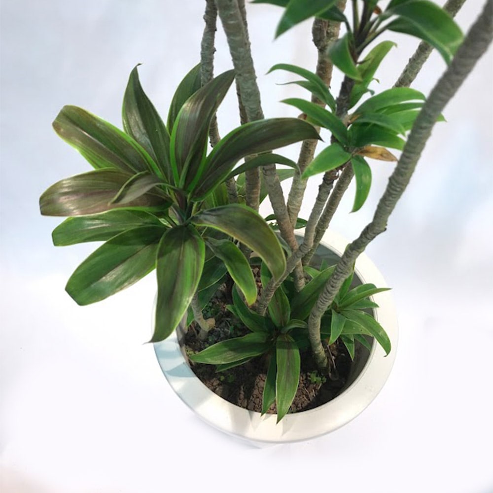 ドラセナ パープルコンパクタ 6号鉢 幸福の木 観葉植物 インテリア ギフト 贈答 フラワーギフト 花鉢 観葉植物 花とワインギフト銀座東京フラワー