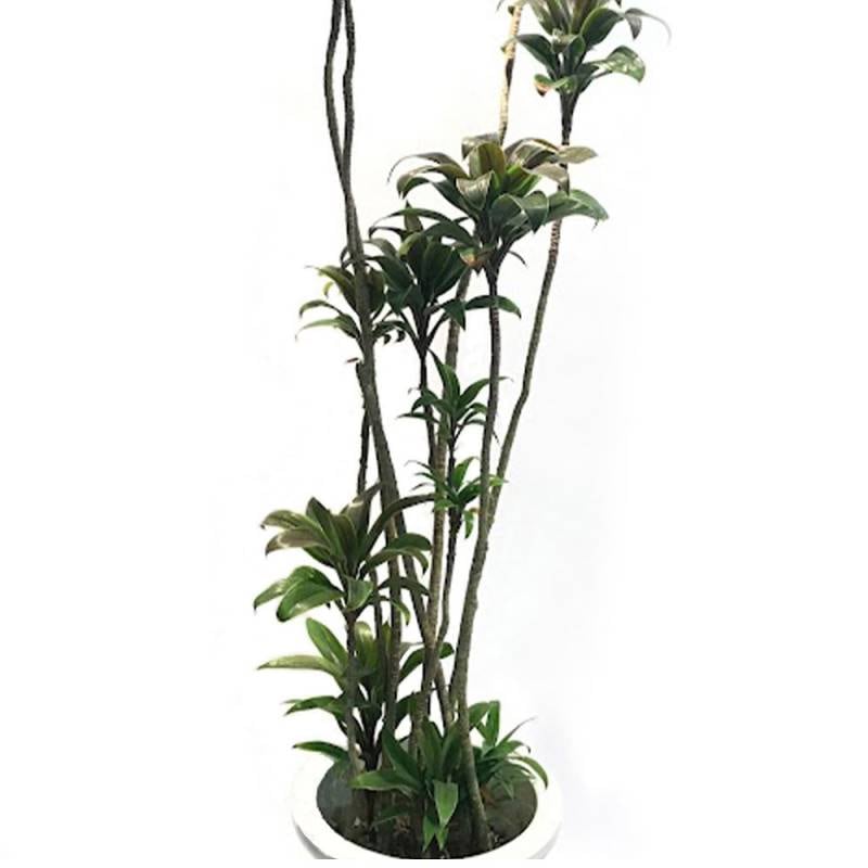 ドラセナ パープルコンパクタ 6号鉢 幸福の木 観葉植物 インテリア ギフト 贈答