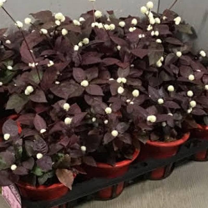 アカバセンニチコウ パープルナイト 4号ポット 花付き インテリア 1000円 ポッキリ 送料無料 観葉植物 常緑性多年草