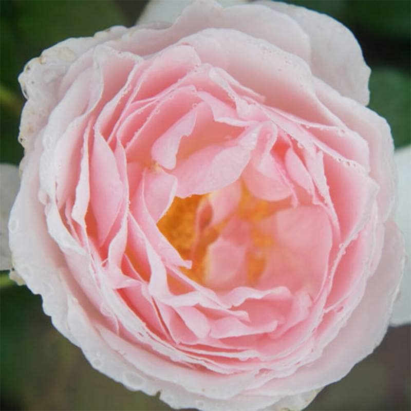 バラ苗 2年大株 4号 キャロラインズハート Hybrid tea Roses L1363 自家用 花無し株 送料無料