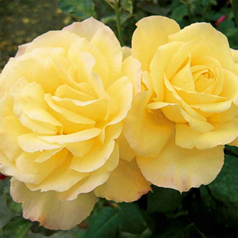 バラ苗 2年大株 4号 サマーラブ Hybrid tea Roses W0958 自家用 花無し株 送料無料