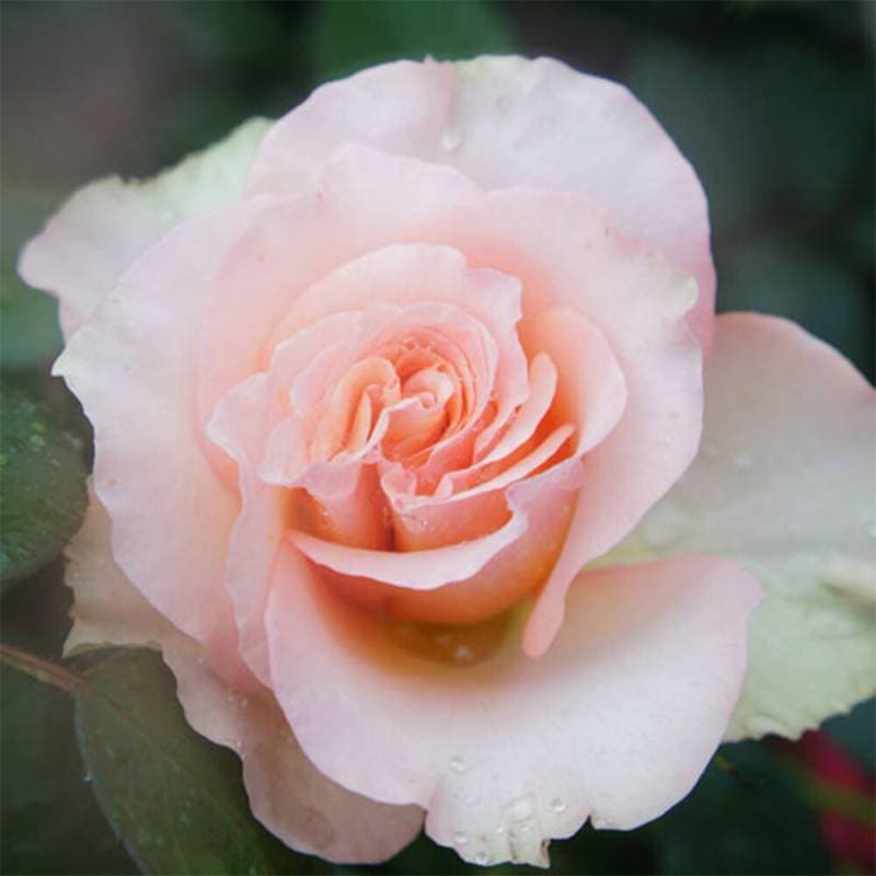 バラ苗 2年大株 4号 サンストラック Hybrid tea Roses W0170 自家用 花無し株 送料無料