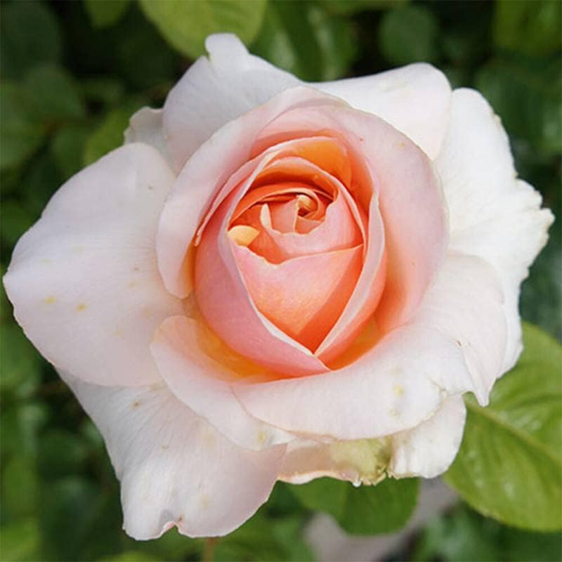 バラ苗 2年大株 4号 スイートレボリューション Hybrid tea Roses H1395 自家用 花無し株 送料無料