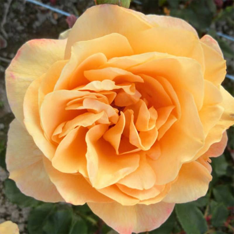 バラ苗 2年大株 4号 ストライクイットリッチ Hybrid tea Roses W0188 自家用 花無し株 送料無料