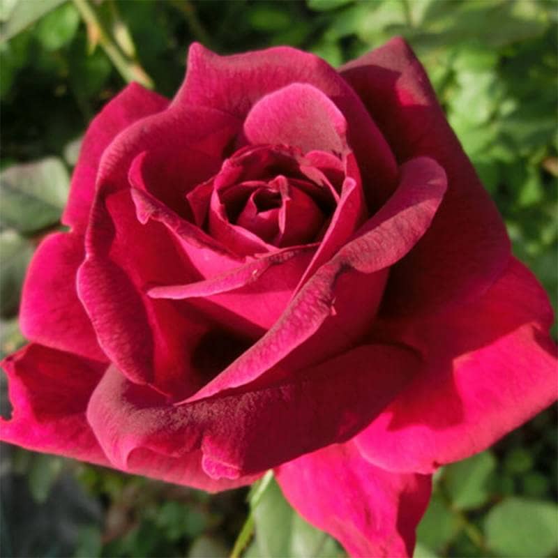 バラ苗 2年大株 4号 ナイトタイム Hybrid tea Roses W0069 自家用 花無し株 送料無料