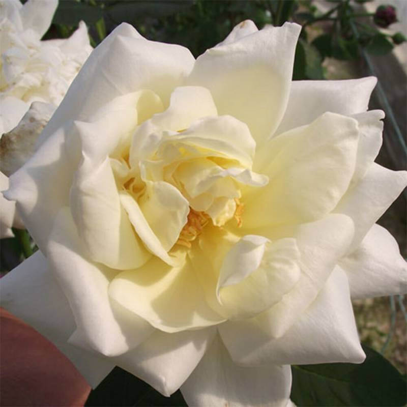 バラ苗 2年大株 4号 ネージュパルファン Hybrid tea Roses H0207 自家用 花無し株 送料無料