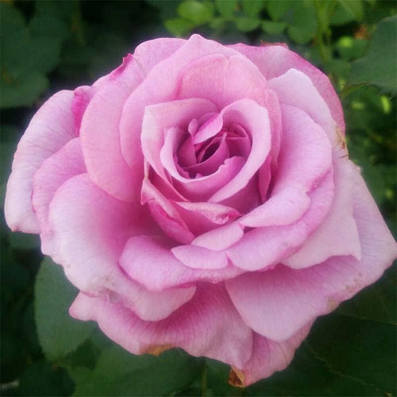 バラ苗 2年大株 4号 バーブラストライサンド Hybrid tea Roses W0853 自家用 花無し株 送料無料