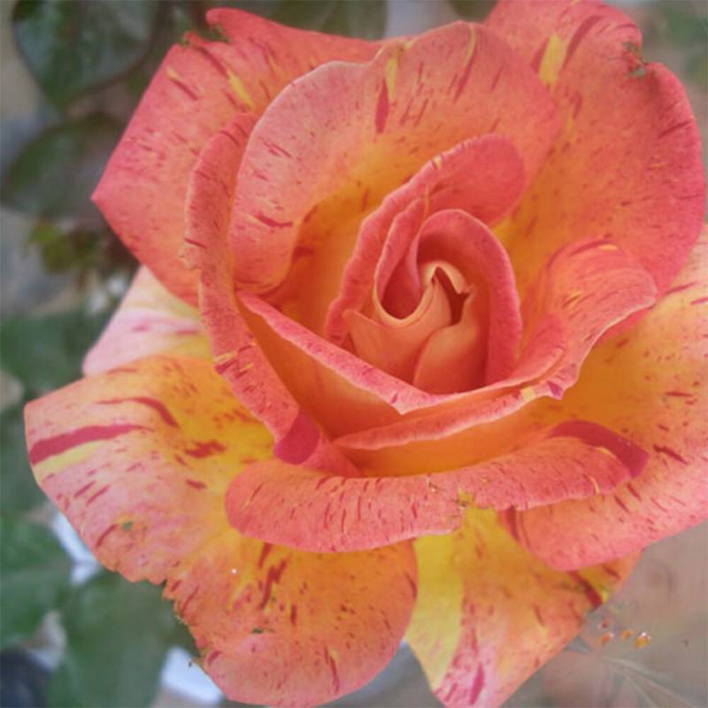 バラ苗 2年大株 4号 ピカデリー Hybrid tea Roses H1185 自家用 花無し株 送料無料