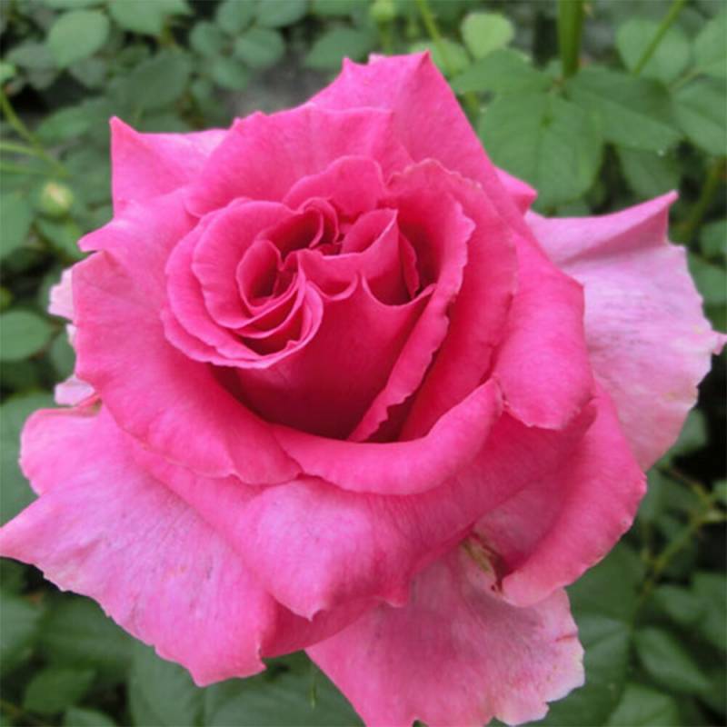 バラ苗 2年大株 4号 プリンセスアレクサンドラルネッサンス Hybrid tea Roses H1186 自家用 花無し株 送料無料 ps2201