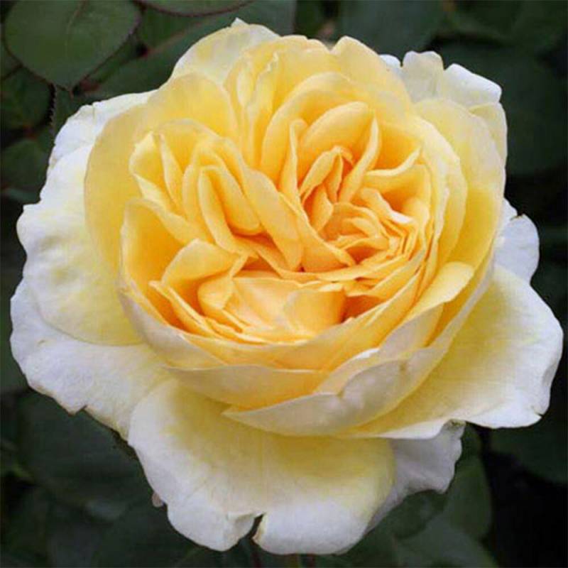 バラ苗 2年大株 4号 ベッラ ディ トーディ Hybrid tea Roses A1258 自家用 花無し株 送料無料
