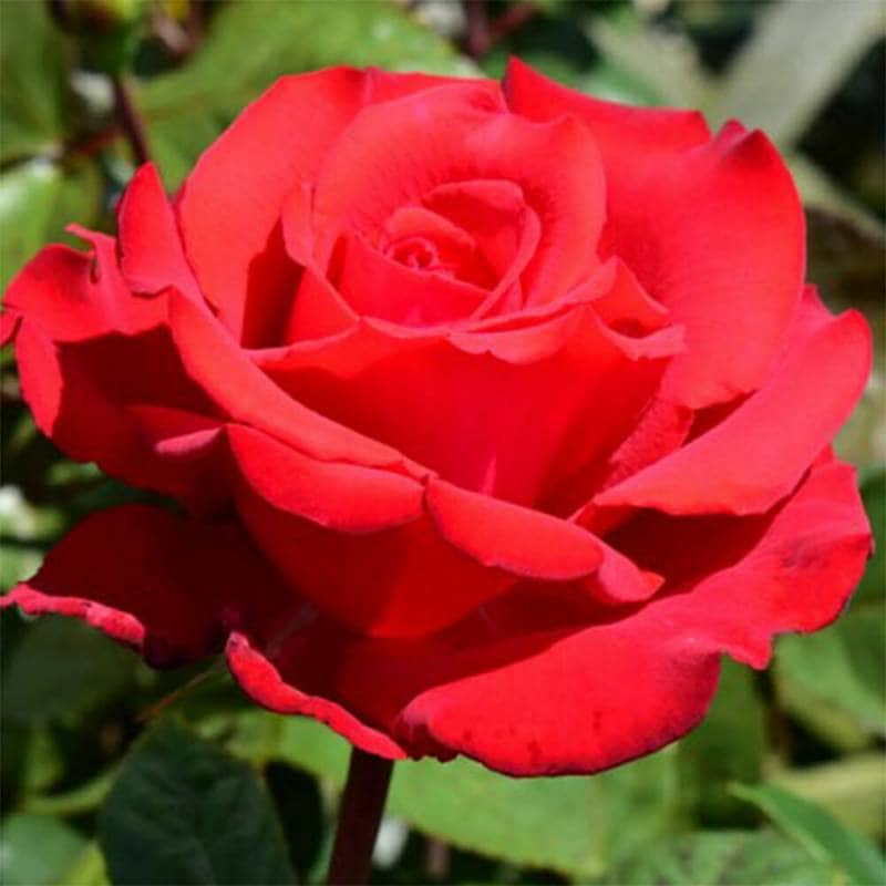 バラ苗 2年大株 4号 マイバレンタイン Hybrid tea Roses B1169 自家用 花無し株 送料無料