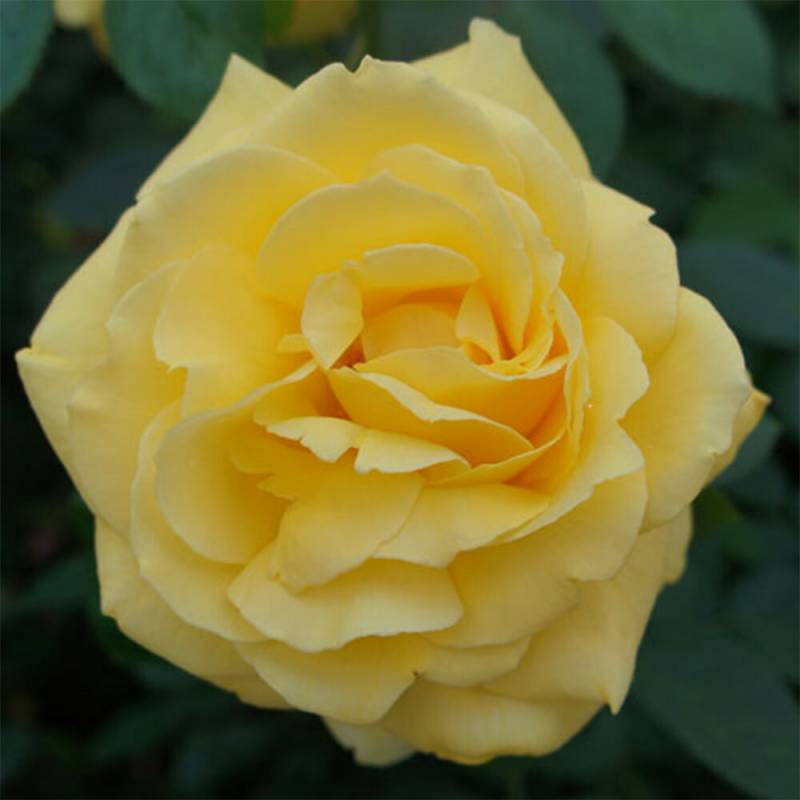 バラ苗 2年大株 4号 メローイエロー Hybrid tea Roses W0248 自家用 花無し株 送料無料 ps12