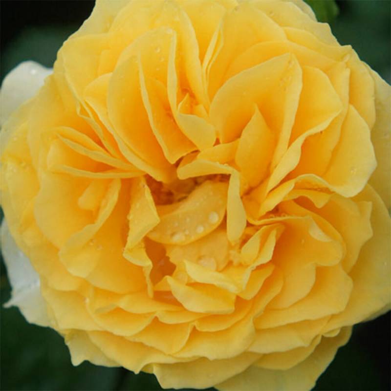 バラ苗 2年大株 4号 アブソリュートリーファビュラス Floribunda Roses F1381 自家用 花無し株 送料無料