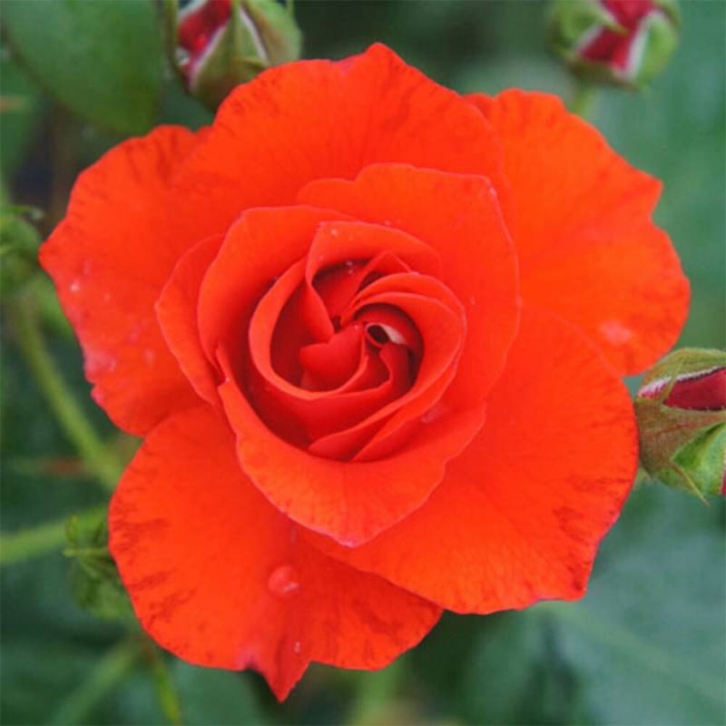 バラ苗 2年大株 4号 アムステルダム Floribunda Roses F0279 自家用 花無し株 送料無料